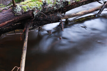 Fallen tree over creek in the forest