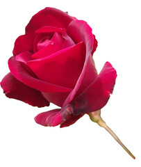 Single red rose bud