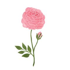 Pink Rose. Valentine Symbols. Watercolor Flower. 