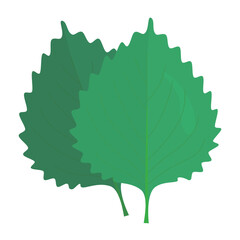 Vector illustration of perilla on a white background.