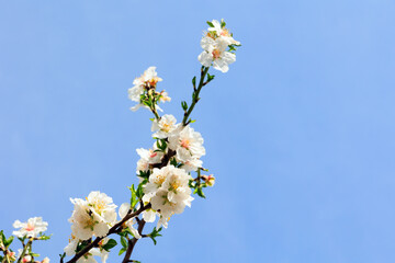 The flowers against a clear blue sky