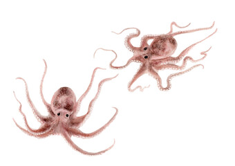 イイダコ 手描き水彩画