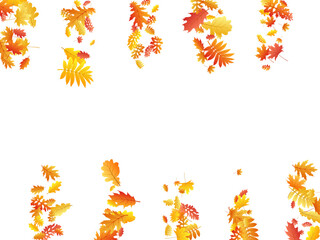 Oak, maple, wild ash rowan leaves vector, autumn foliage on white background.