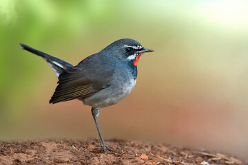 most wanted bird of thailand appear in pineapple plantation in north during winter visit, male chinese rubythroat
