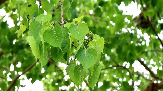 Footage of Beautiful Bodhi Tree Foliage in the Gentle Wind