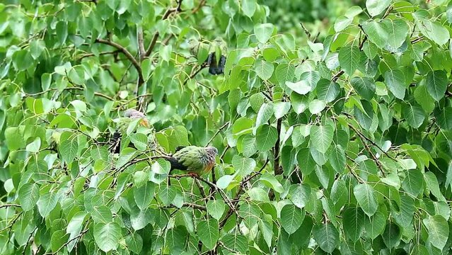 Flock of Orange-breasted Green Pigeon Birds Preening on Bodhi Tree after Bathing in the Rain Footage