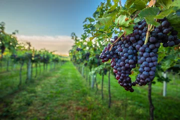 Crédence de cuisine en verre imprimé Vignoble Grape harvest