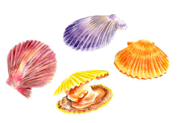 ヒオウギガイ 手描き水彩画