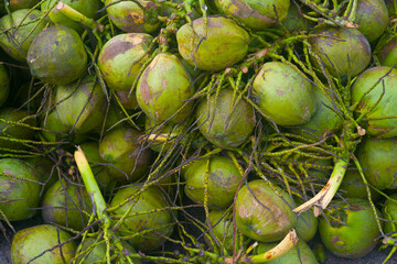 A buik of fresh coconuts ready to be sold in tropical country