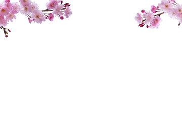 春の桜　ピンクの花びらのフレーム素材　ホワイトバック