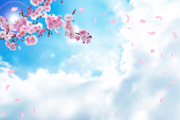 Obraz na płótnie Canvas 青い空に舞うピンクの桜の花びら