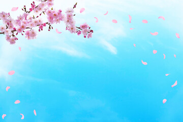 青い空に舞うピンクの桜の花びら