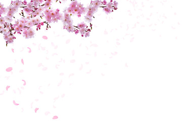 春の桜　風に舞うピンクの花びら　ホワイトバックの背景素材