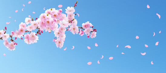 青い空に舞うピンクの桜の花びら