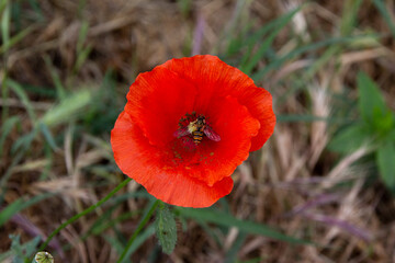 A bee inside a red opium poppy