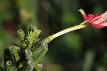 Large-flowered evening primrose ( Oenothera glazioviana ) close-up with green blossom hypanthium and fruit capsules