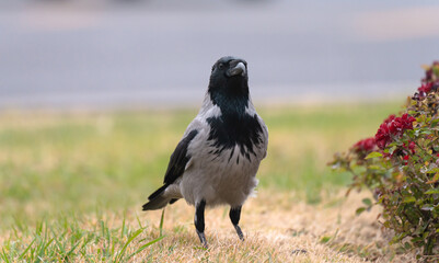wild raven on the grass