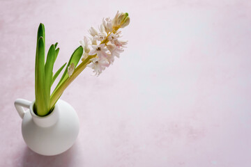 Frische Hyazinthen in einer weißen Vase auf einem rosa Hintergrund. Frühling, blühen.