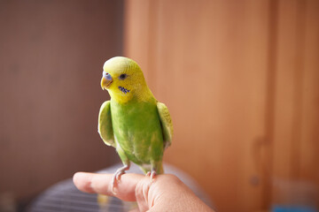 A green budgie sits on a finger. The cage is in the background. Copy space.