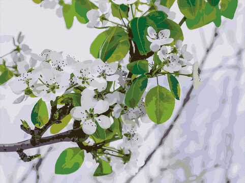 Almond Tree. Beautiful Almond Flowers in  Full Bloom. Stock Image.