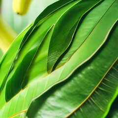 Closeup of the banana palm tropical tree in the jungle