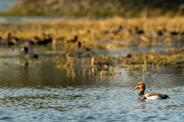 male Red crested pochard or Netta rufina in natural scenic landscape background at wetland of keoladeo national park or bharatpur bird sanctuary rajasthan india asia