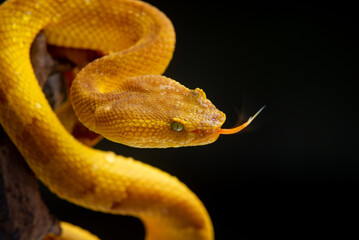 yellow flat nosed pit viper Craspedocephalus or Trimeresurus puniceus on attacking position with black background