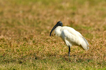 Threskiornis melanocephalus or Black headed ibis or black necked ibis side profile at wetland of keoladeo national park or bharatpur bird sanctuary rajasthan india asia