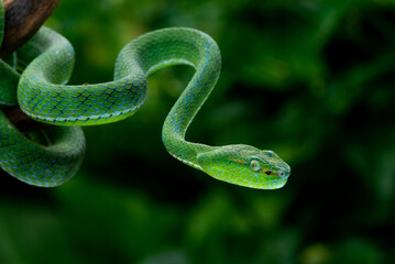 Obraz premium A male Hagen's pit viper Trimeresurus (parias) hageni on attacking steady position with bokeh background 