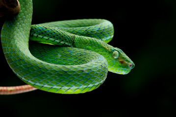 A male Hagen's pit viper Trimeresurus (parias) hageni on attacking steady position with bokeh...