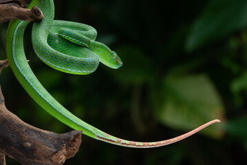 A male Hagen's pit viper Trimeresurus (parias) hageni on attacking steady position with bokeh background 