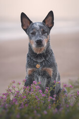 Blue heeler puppy portrait