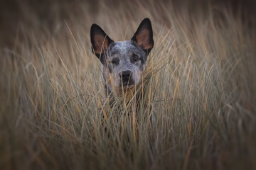 Blue heeler puppy portrait