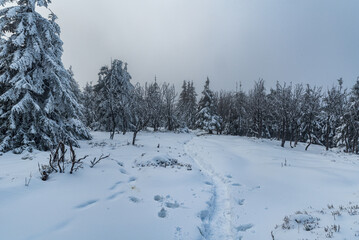 Naroow snow covered hiking trail on forest glade with forest on the background in winter mountains