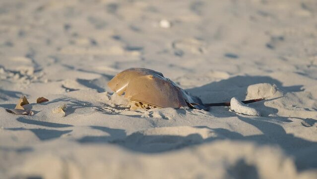 Horseshoe crab washed up on a beach in the sand. Dead horseshoe crab in the sand.