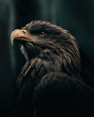 portrait of an eagle