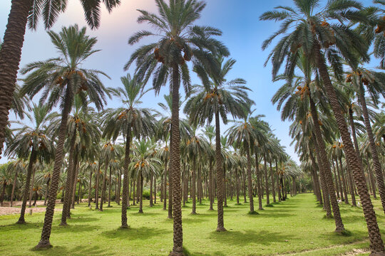 Date palm trees in the park
