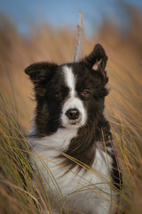 Border collie beautiful dog portrait