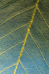 Fototapeta na wymiar leaf texture, leaf background with veins and cells - macro photography