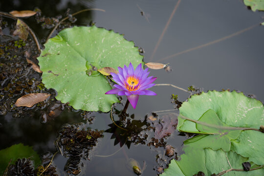 Blue lotus in water. Water lily. Ambal flower in water