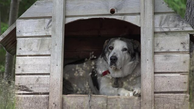 Dog in Chain Sitting in House, Guarding Animal Sheltering by Rain in Mountain Forest