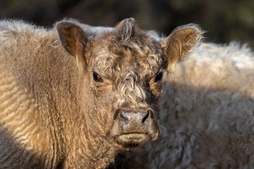 Fototapeta premium Portrait of a highland cattle in Provence, France