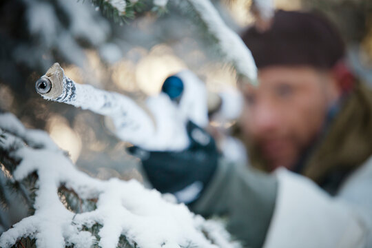The tip of a hunter's rifel pokes through snow covered branches of a Fir Tree.