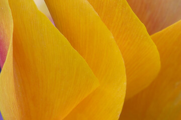 Yellow tulip.
