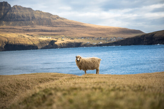 Single sheep standing on grass on shore, Vidareidi village in background, Muli, Faroe Islands, Denmark