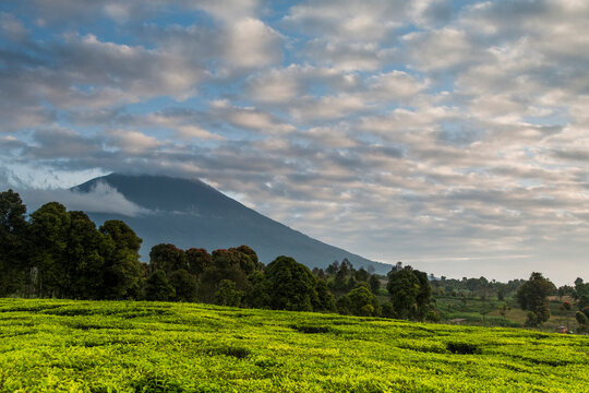 Tea fields, trees and volcano under a blue sky of patchy clouds in the Kerinci Valley. Kerinci is one of the most productive tea regions in the world. Kerinci Valley, Sumatra, Indo