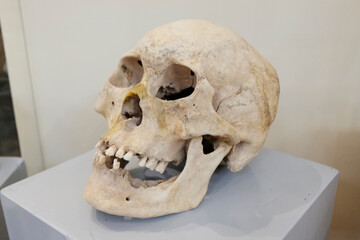 Skull of an old man close up. Anatomical mummified part of the human body. Sample for research anatomy