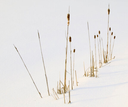 Cat-tails stand up to a winter snow.
