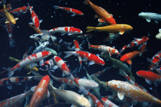 Japanese carp, Japan