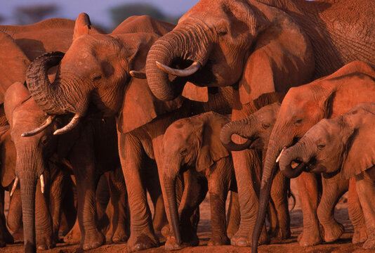 African elephants, Kenya.